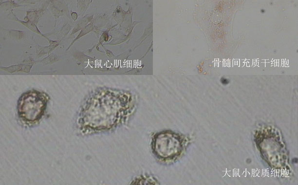 原代培養